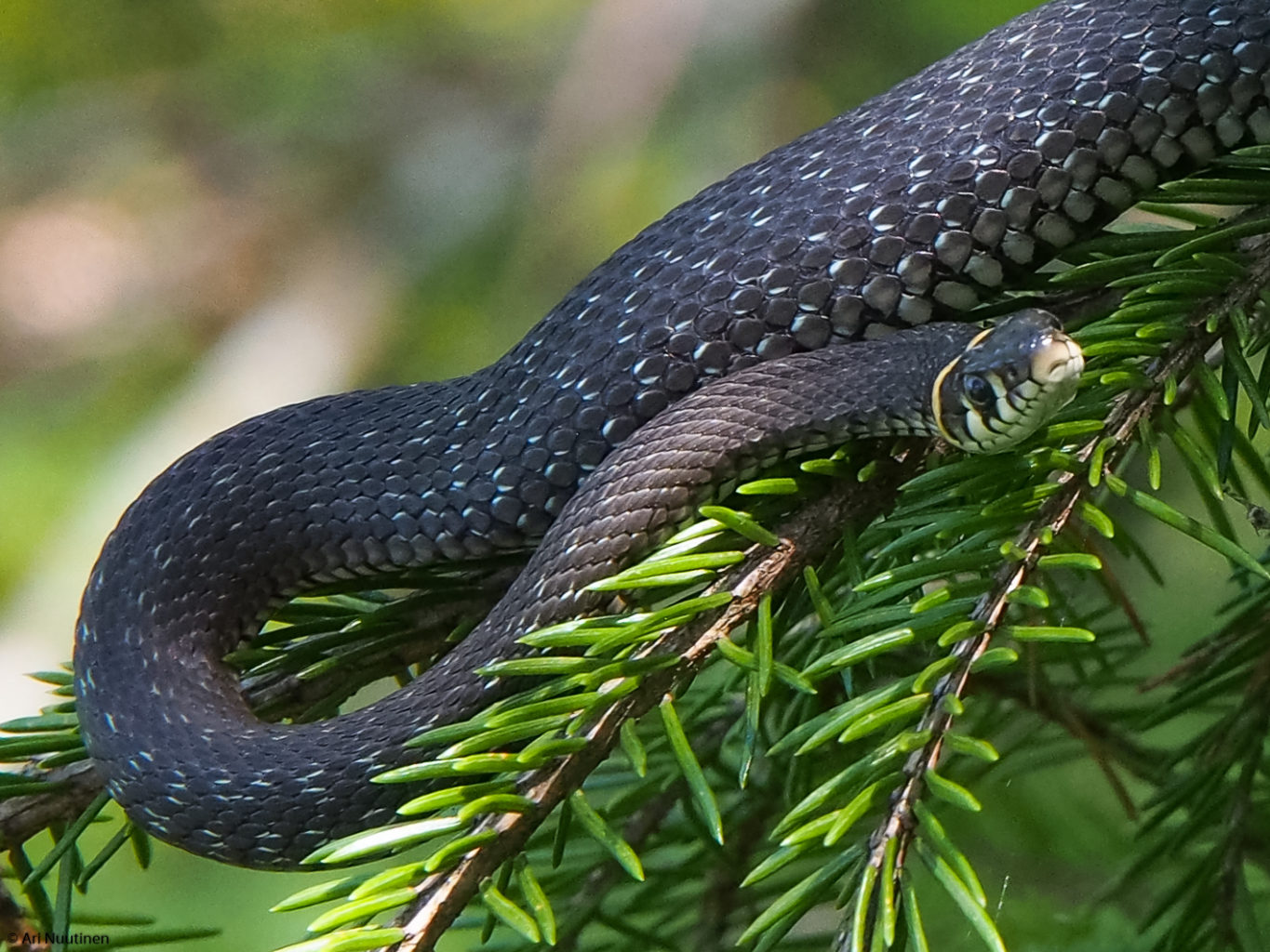 Valokuvaaja: Ari Nuutinen Valokuvaaja: Ari Nuutinen