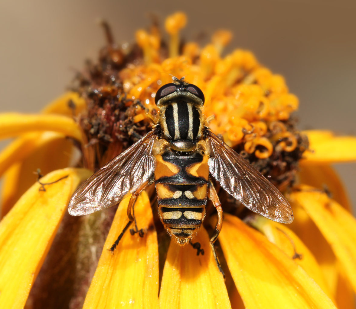 Valokuvaaja: Tarja Porkkala