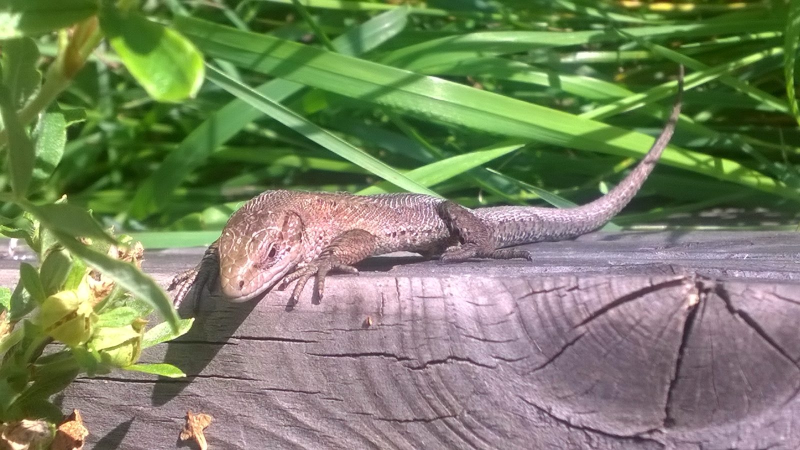 Valokuvaaja: Mirva Aittola