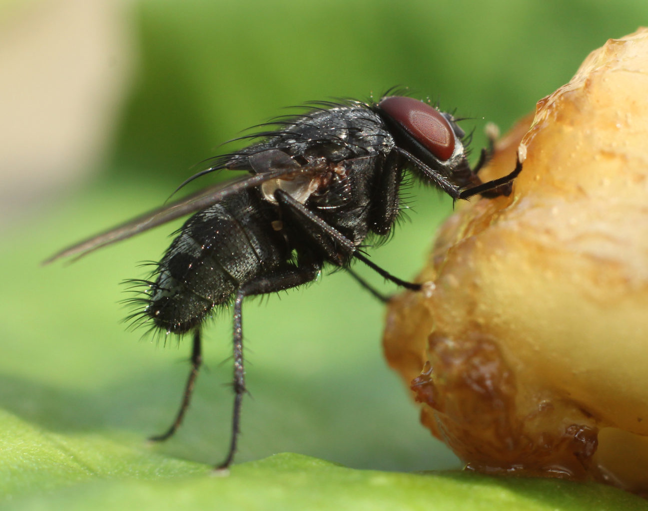 Valokuvaaja: Tarja Porkkala