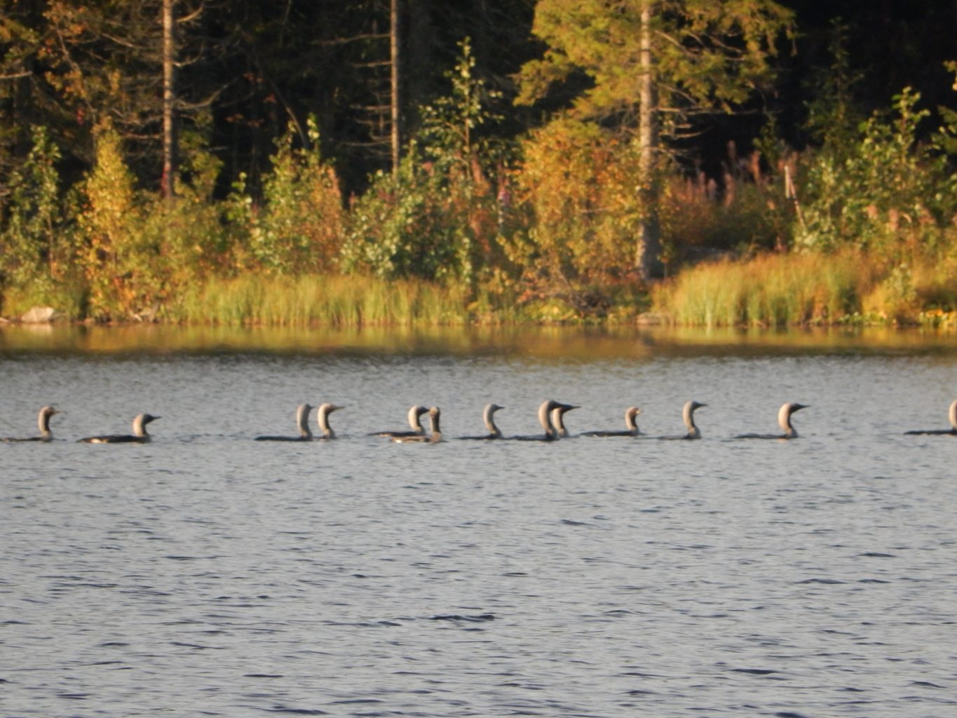 Valokuvaaja: Lea Mäyrä