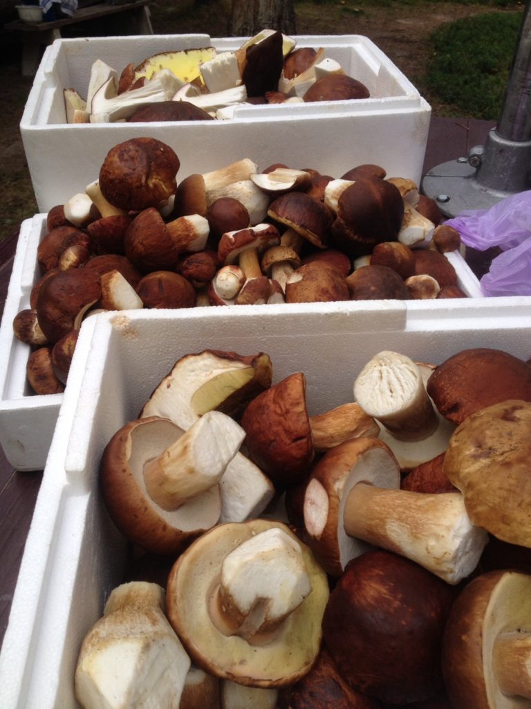 Valokuvaaja: Irmeli Kotakorpi