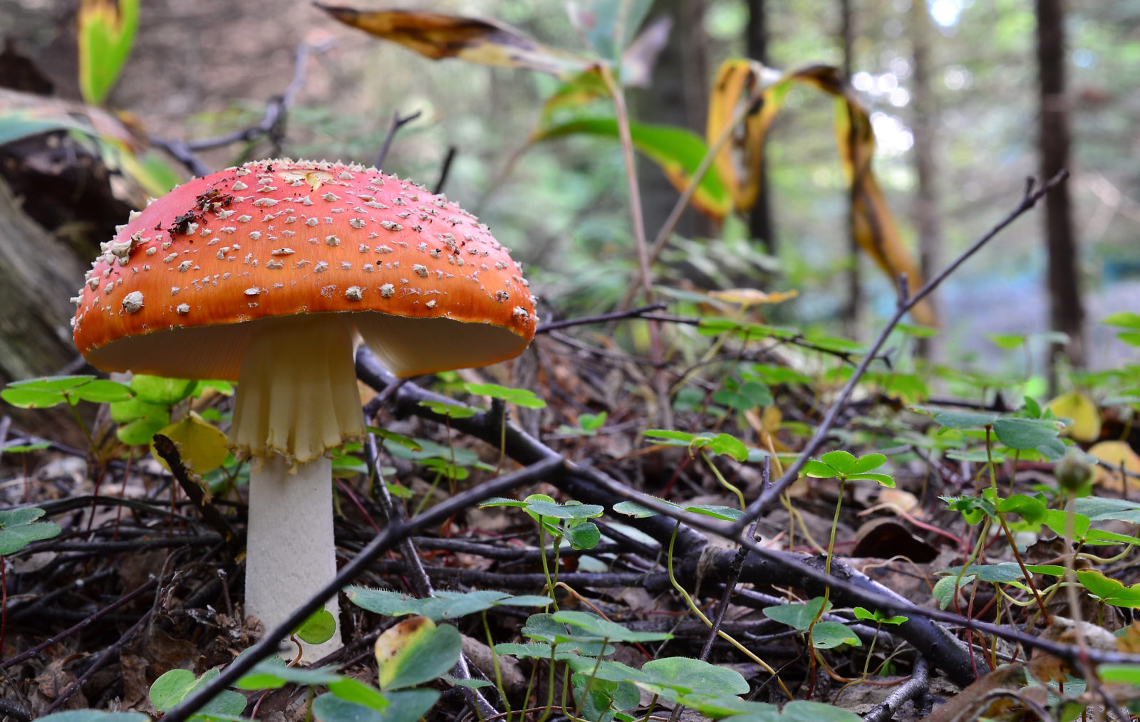 Valokuvaaja: Kaisa Aarnio