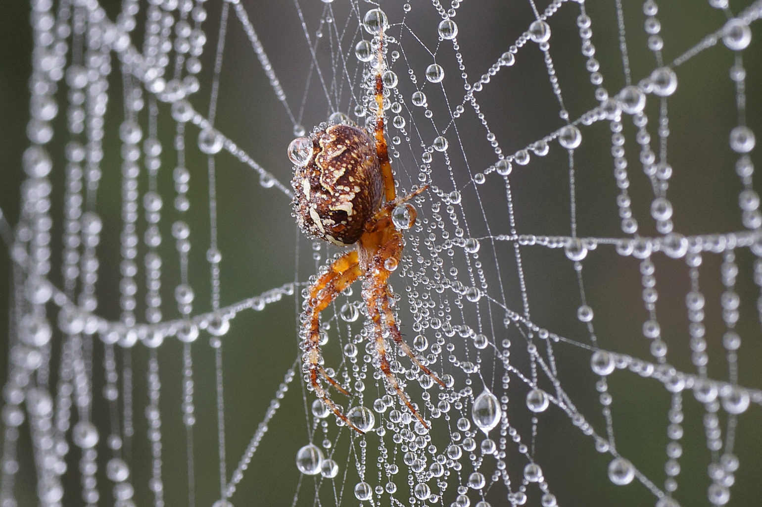 Valokuvaaja: Juhani Harkas Valokuvaaja: Juhani Harkas