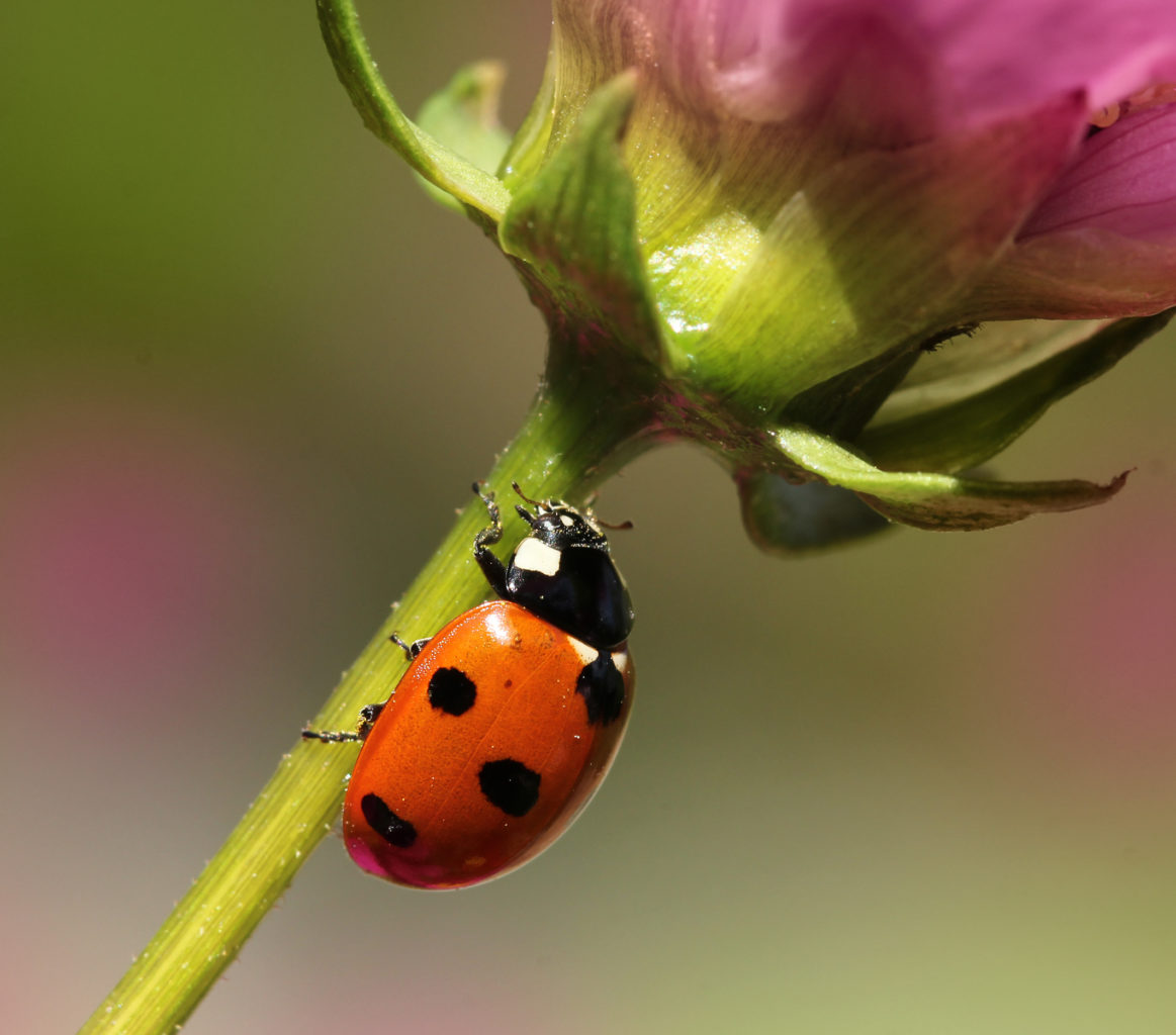Valokuvaaja: Tarja Porkkala Valokuvaaja: Tarja Porkkala