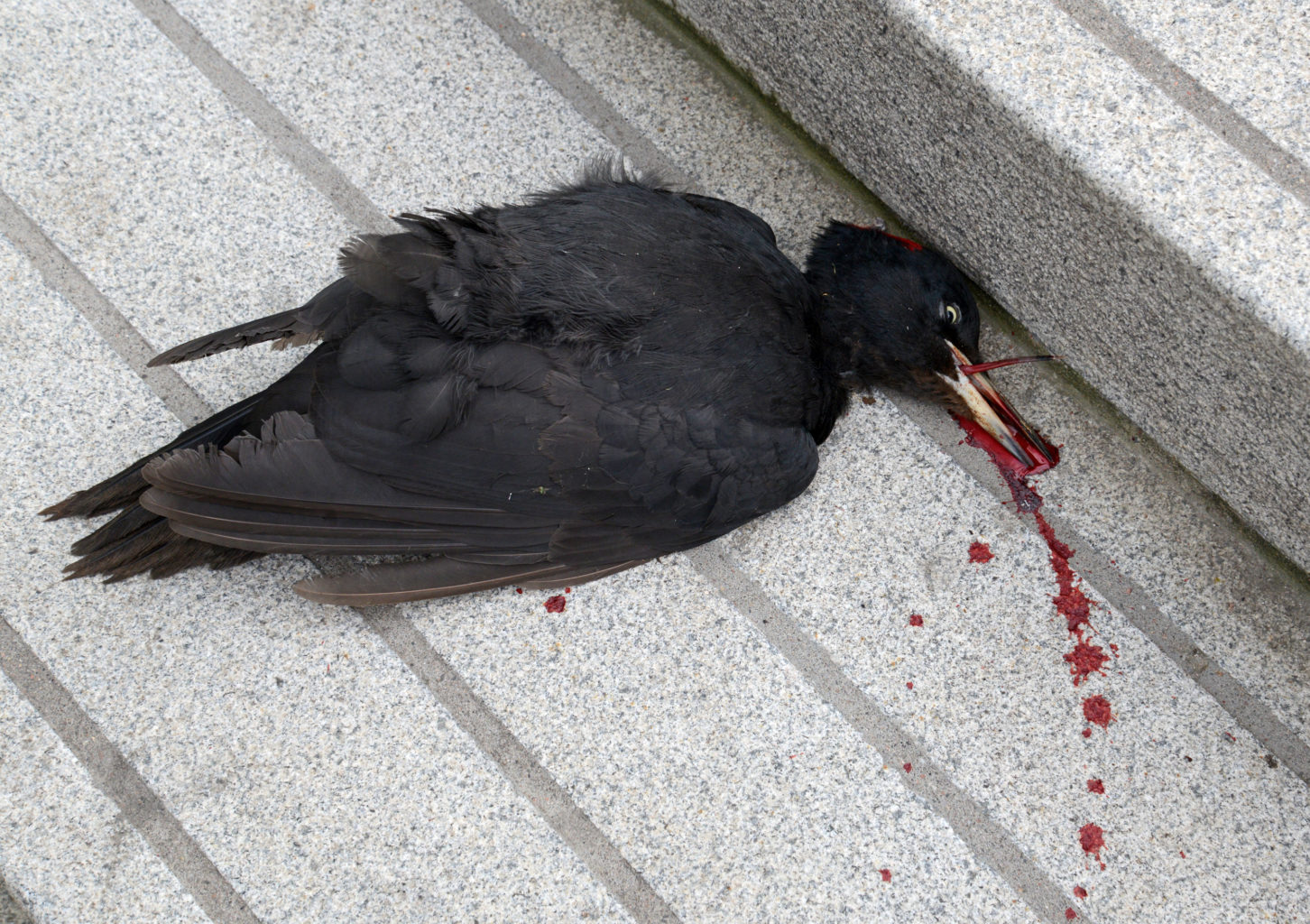 Valokuvaaja: V-P Viklund Valokuvaaja: V-P Viklund