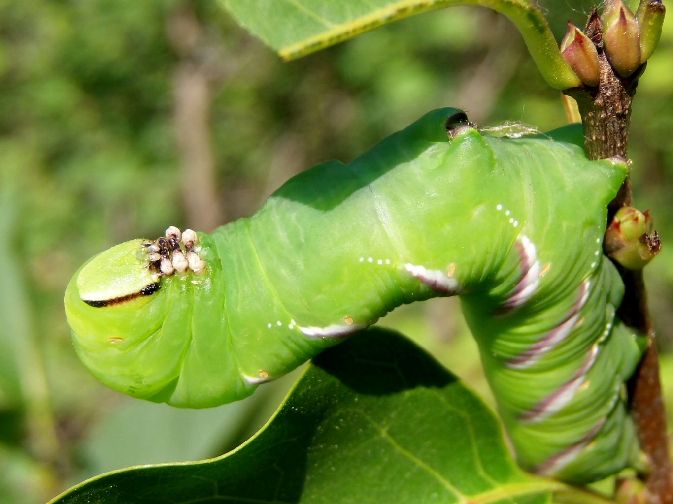 Valokuvaaja: tuija liunala