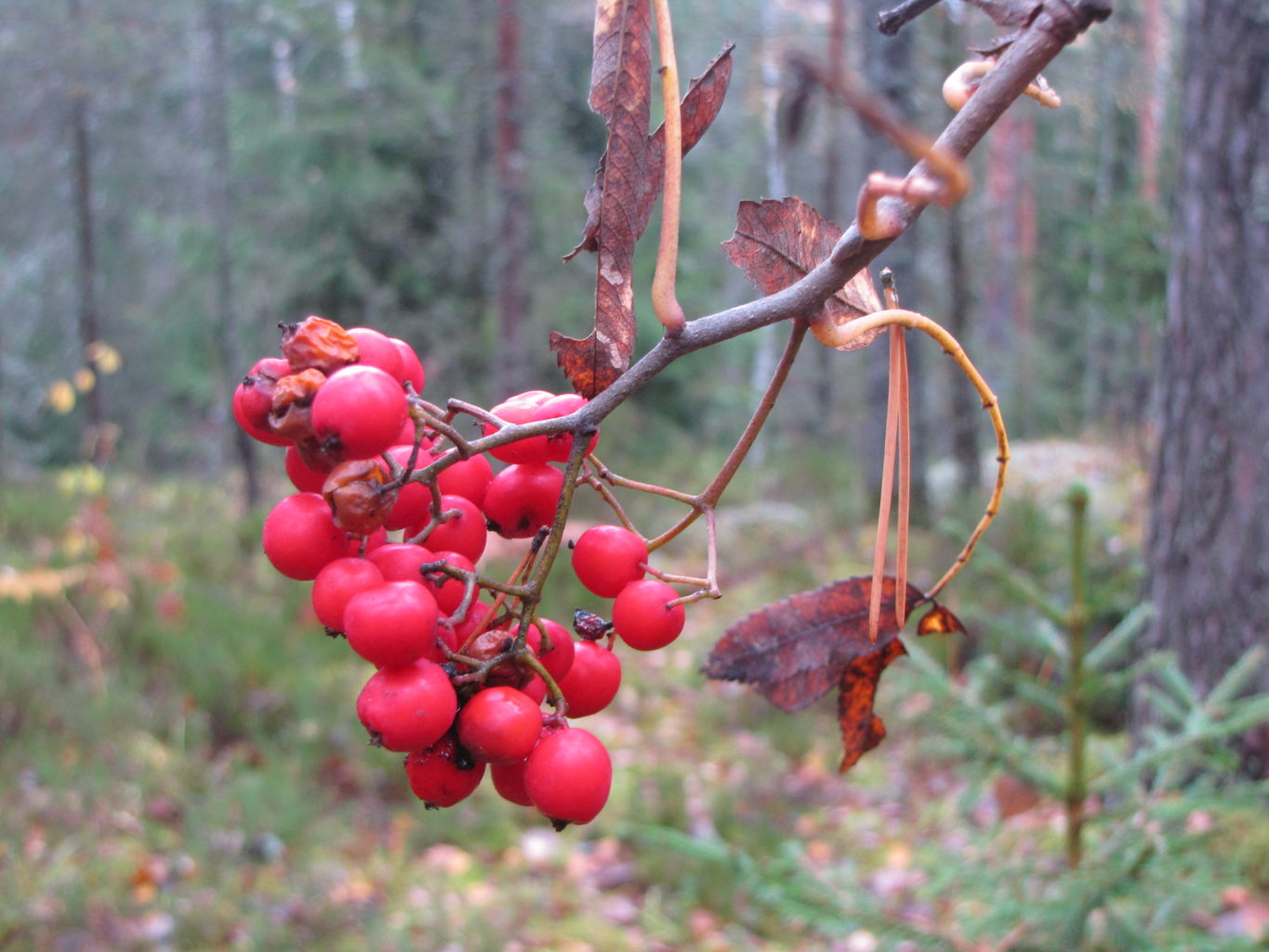 Valokuvaaja: anu keskitalo