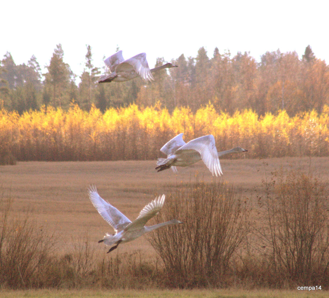 Valokuvaaja: tapio keinonen Valokuvaaja: tapio keinonen
