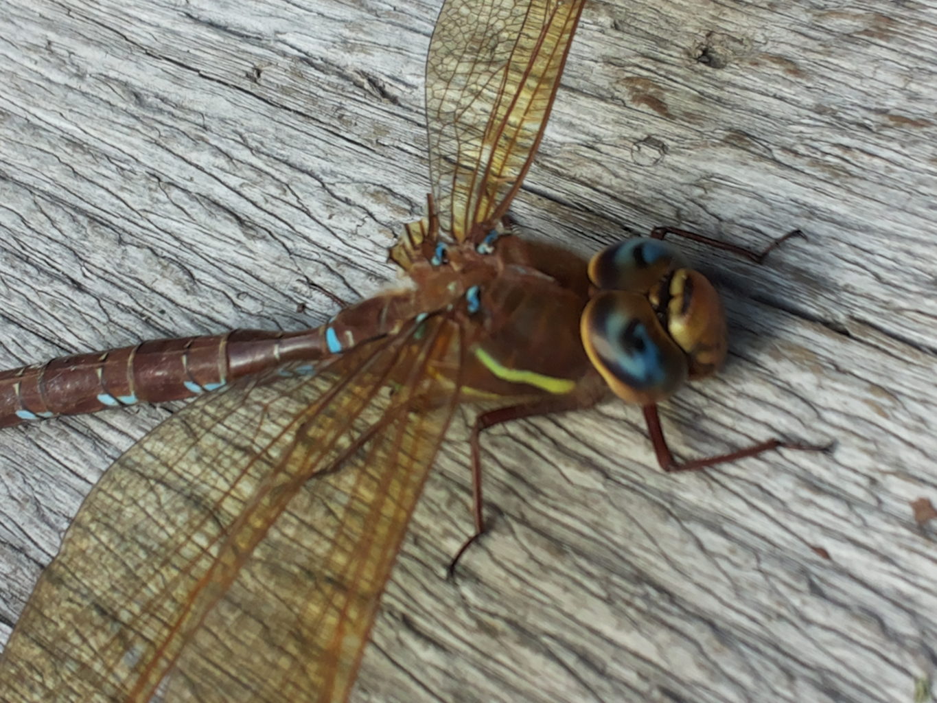 Valokuvaaja: tiina venalaine