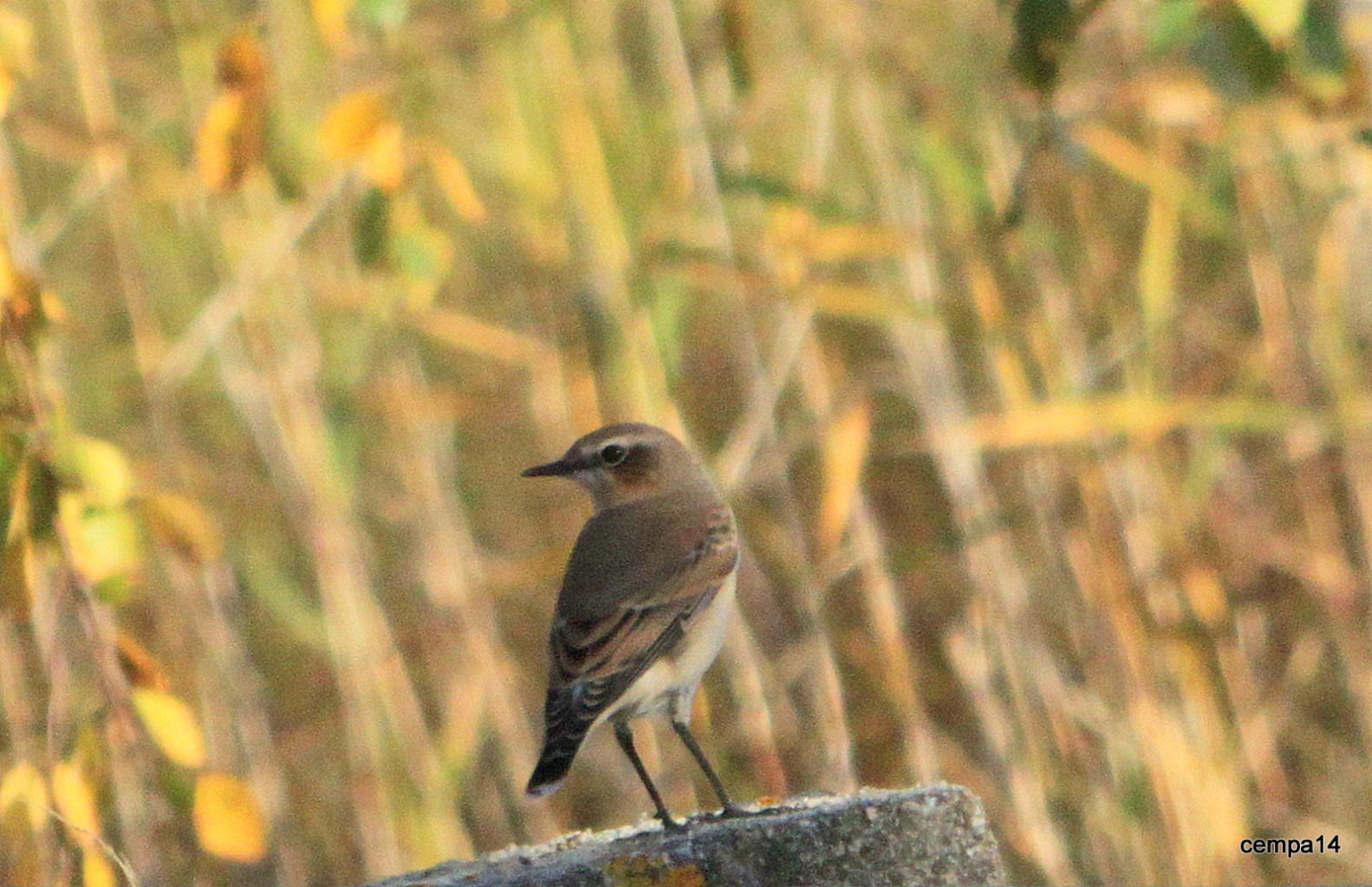 Valokuvaaja: tapio keinonen