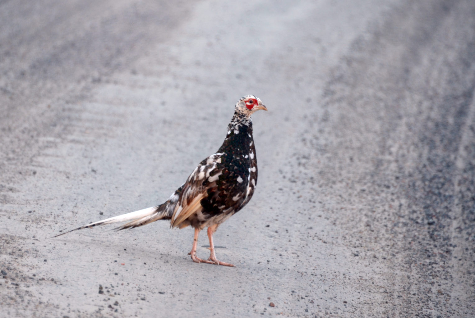 Valokuvaaja: Joni Sundström