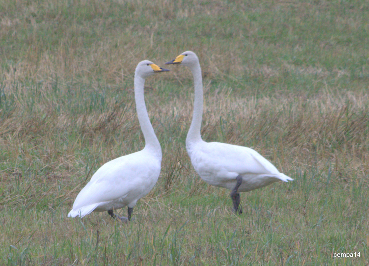 Valokuvaaja: tapio keinonen