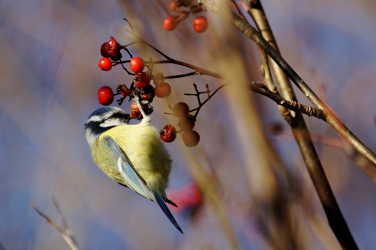 Valokuvaaja: Tuulikki Piikkilä Valokuvaaja: Tuulikki Piikkilä