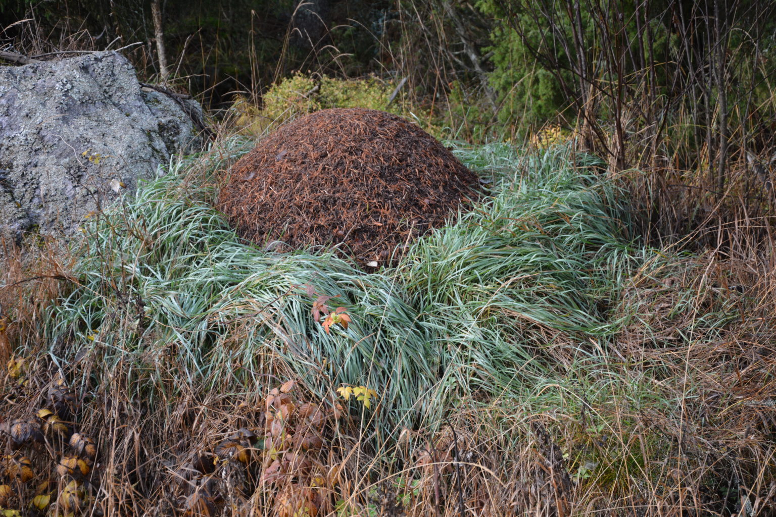 Valokuvaaja: Harry Yli-Uotila Valokuvaaja: Harry Yli-Uotila