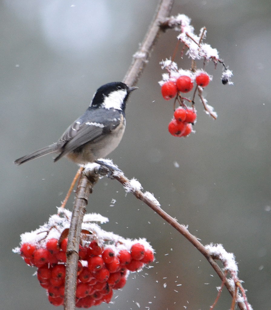 Valokuvaaja: Leena Silvola