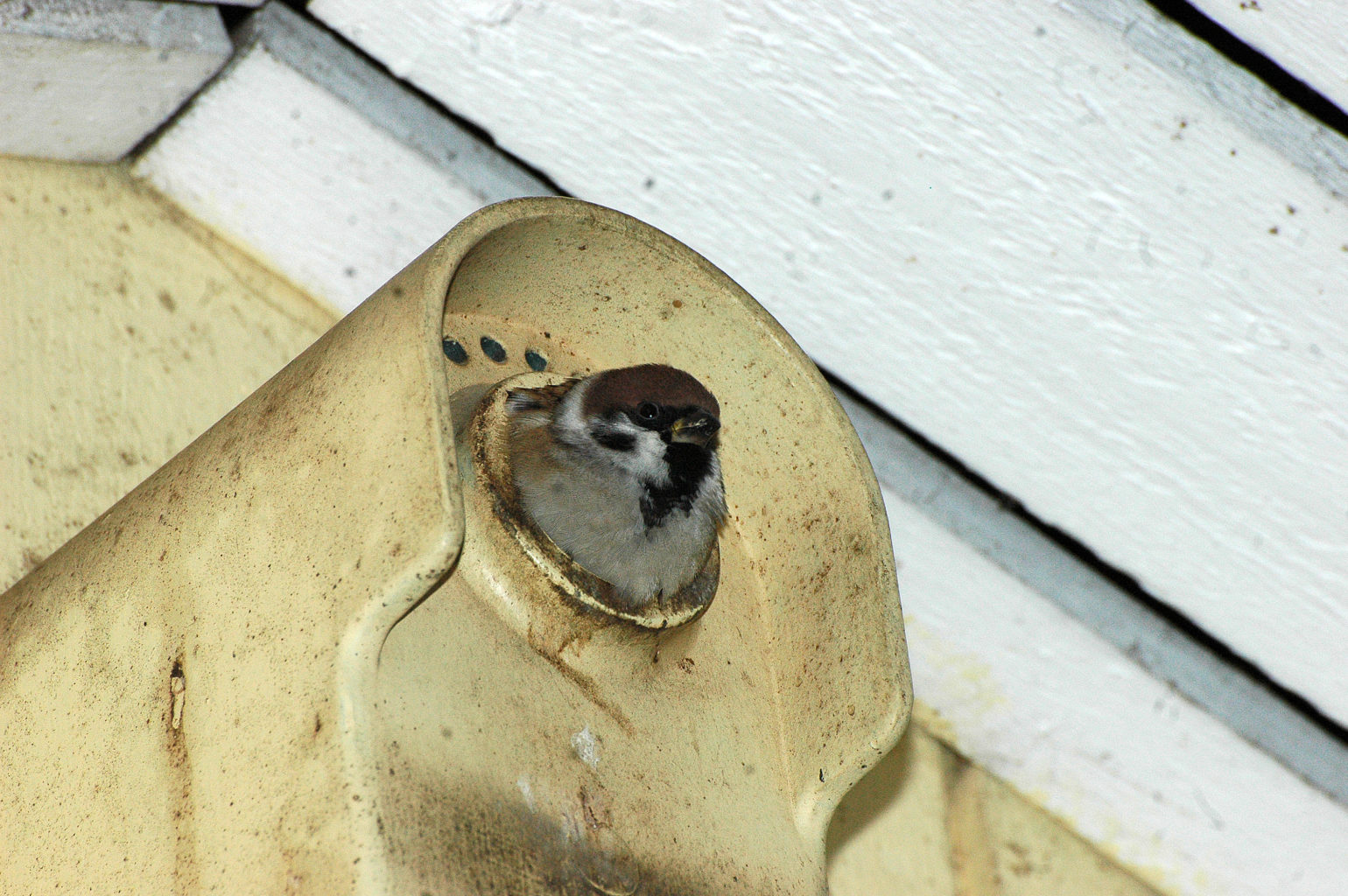 Valokuvaaja: Paavo Siukonen