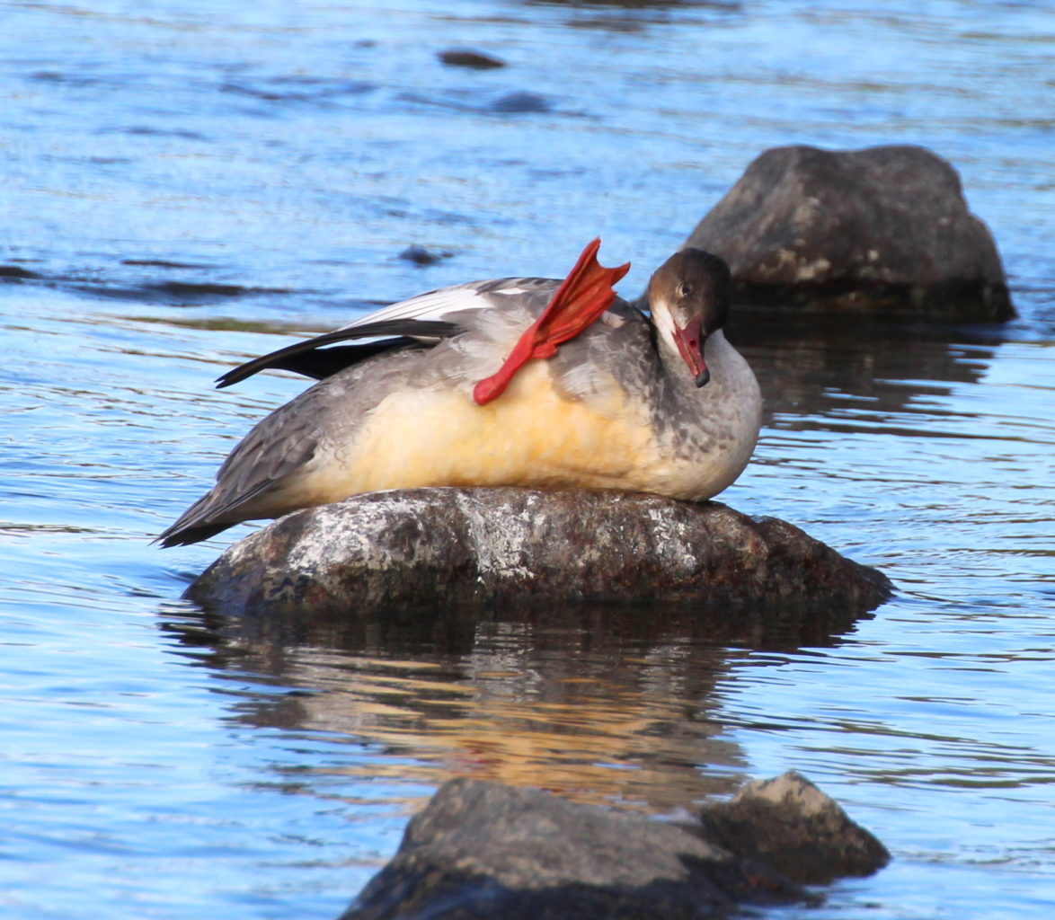 Valokuvaaja: Irja Lehtinen