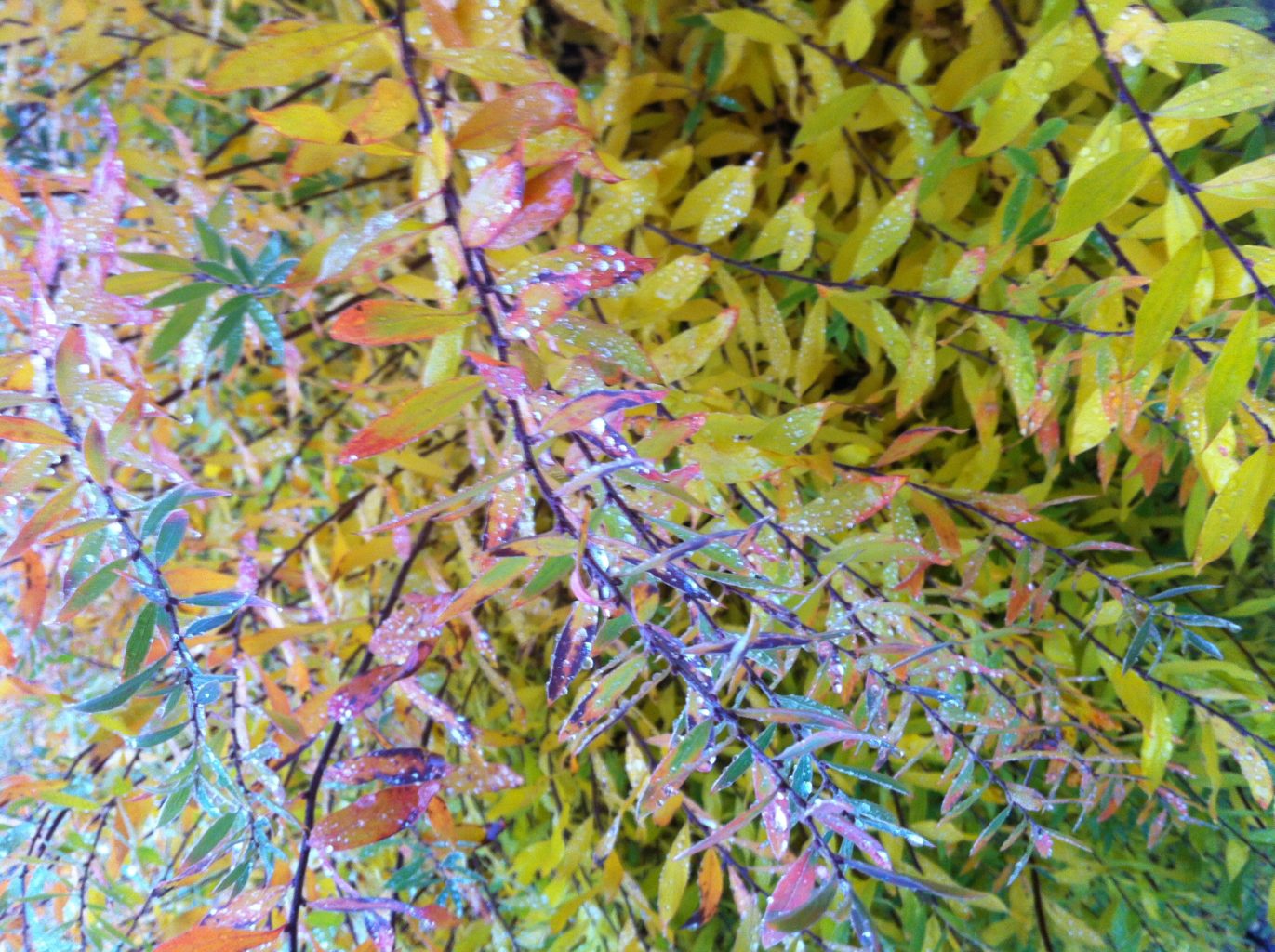 Valokuvaaja: Liisa Vapaavuori