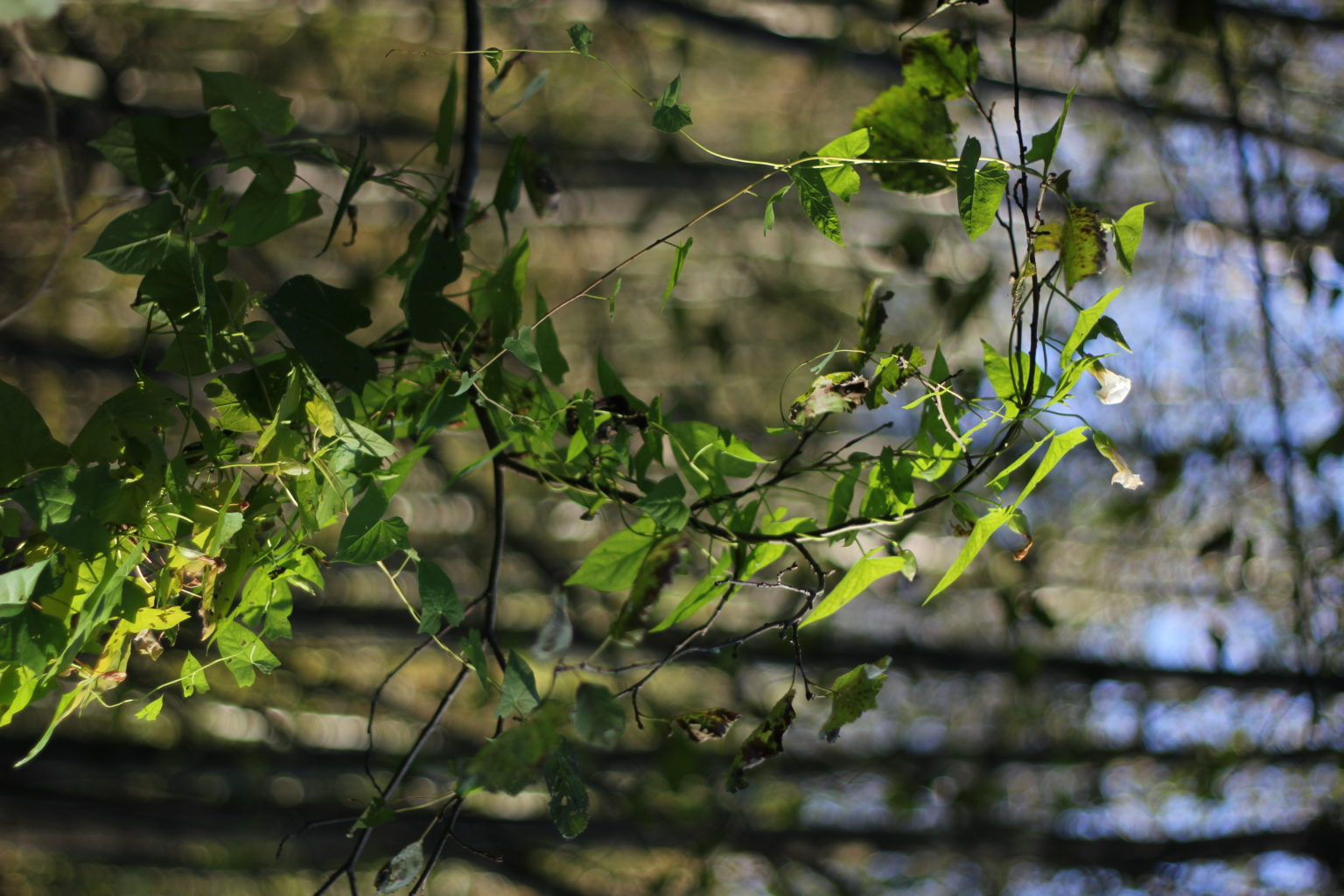 Valokuvaaja: Matti Eskelinen Valokuvaaja: Matti Eskelinen