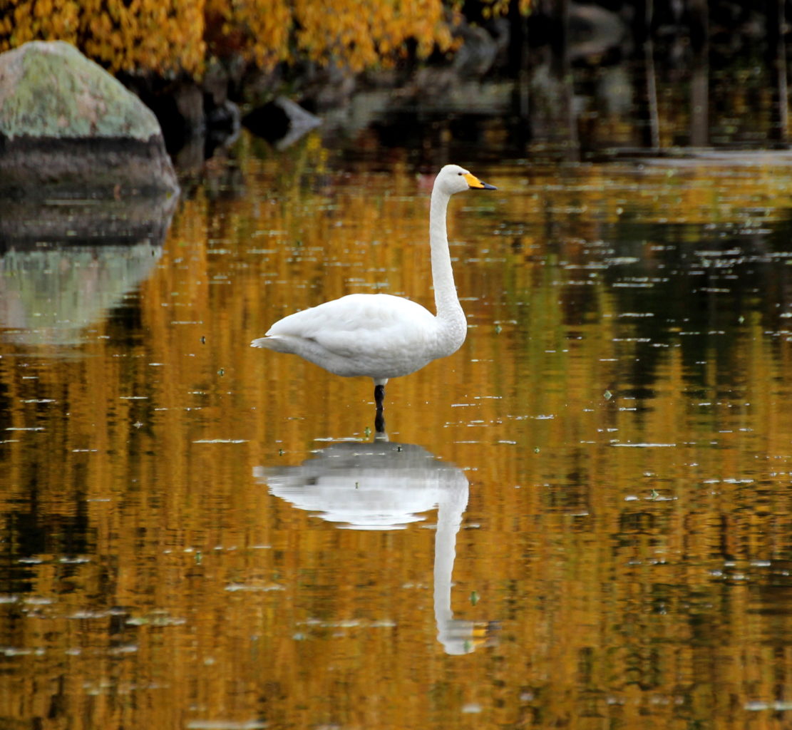 Valokuvaaja: Irja Lehtinen