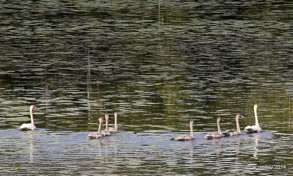 Valokuvaaja: reijo lehtonen
