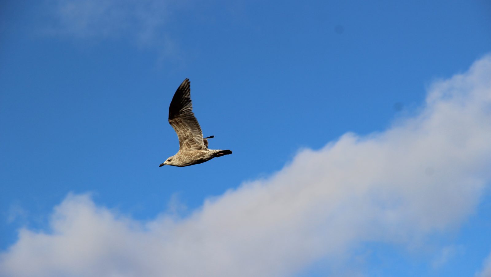 Valokuvaaja: SINIKKA KUJALA