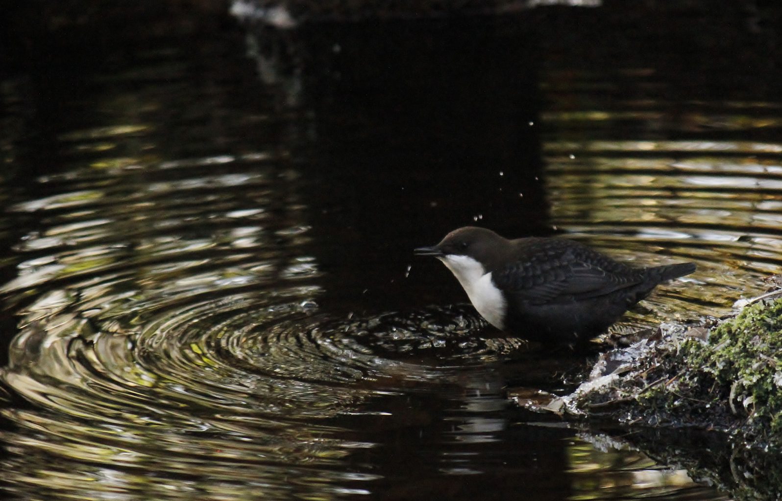 Valokuvaaja: Päivi Ronkainen