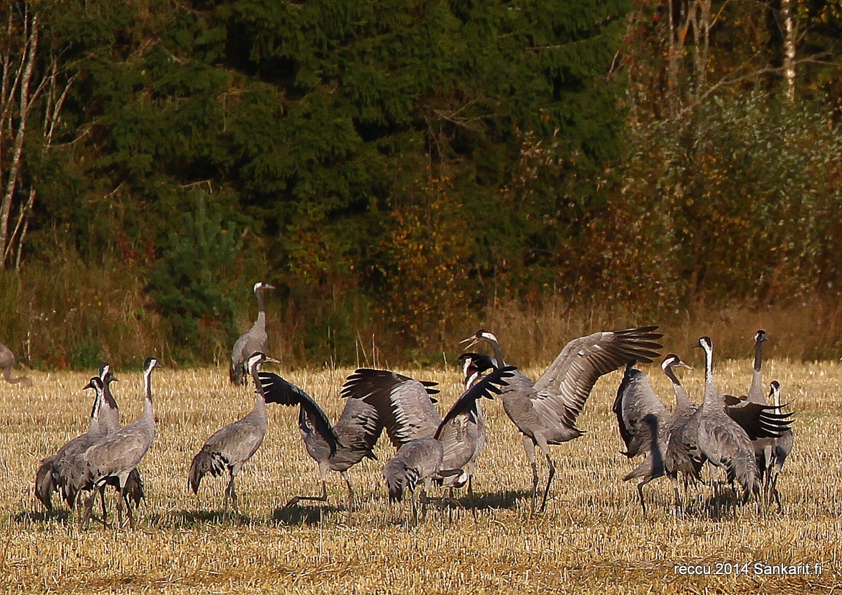 Valokuvaaja: reijo lehtonen