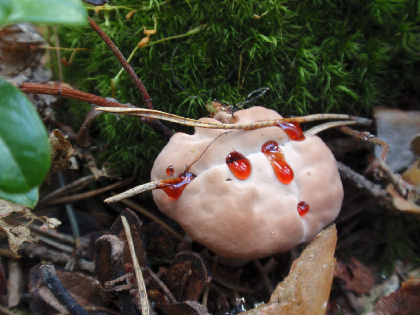 Valokuvaaja: eeva utriainen