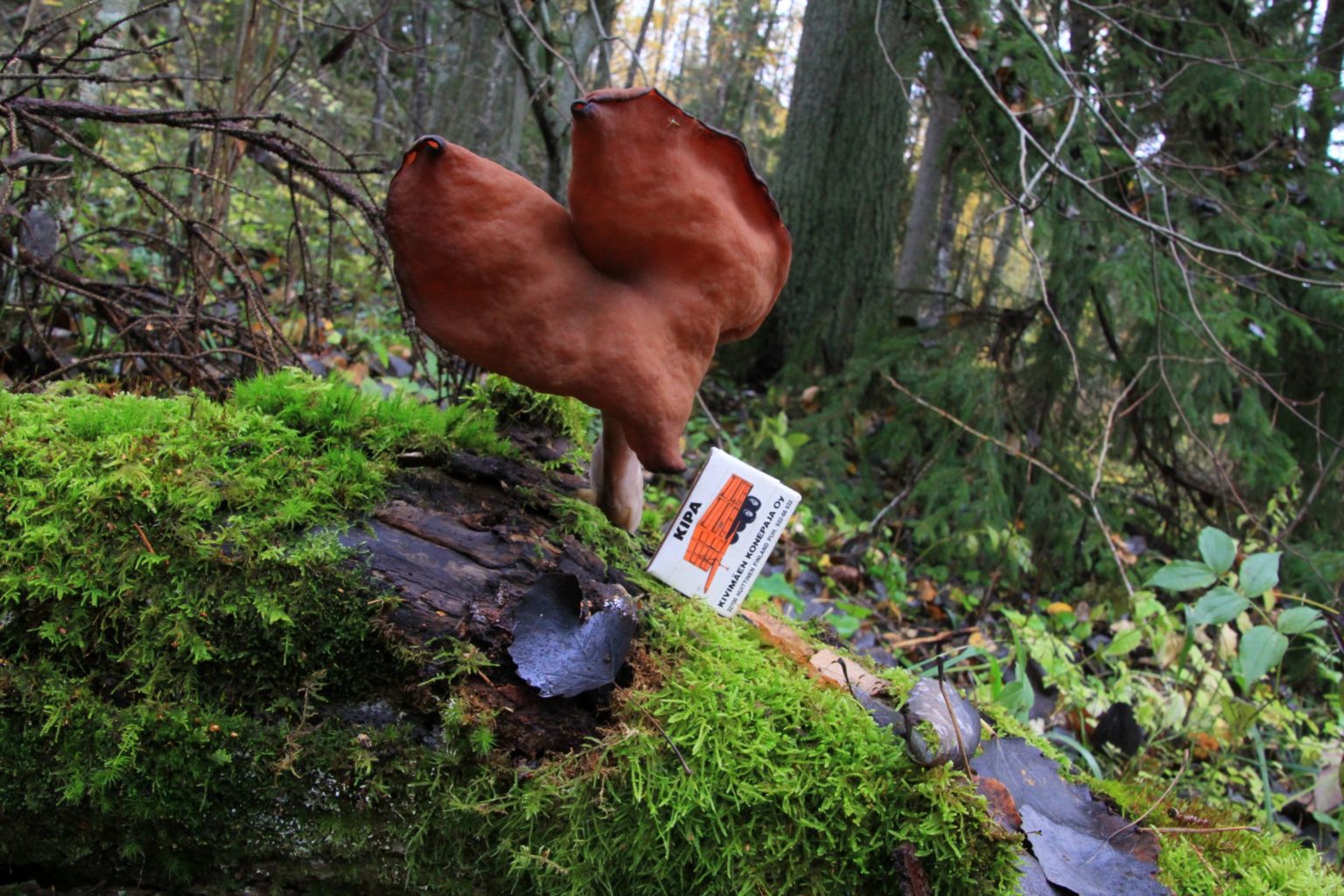 Valokuvaaja: Kari Aaltonen Valokuvaaja: Kari Aaltonen