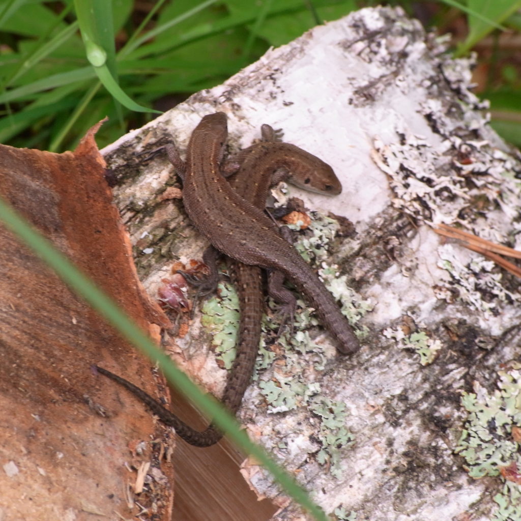 Valokuvaaja: Virpi Koho