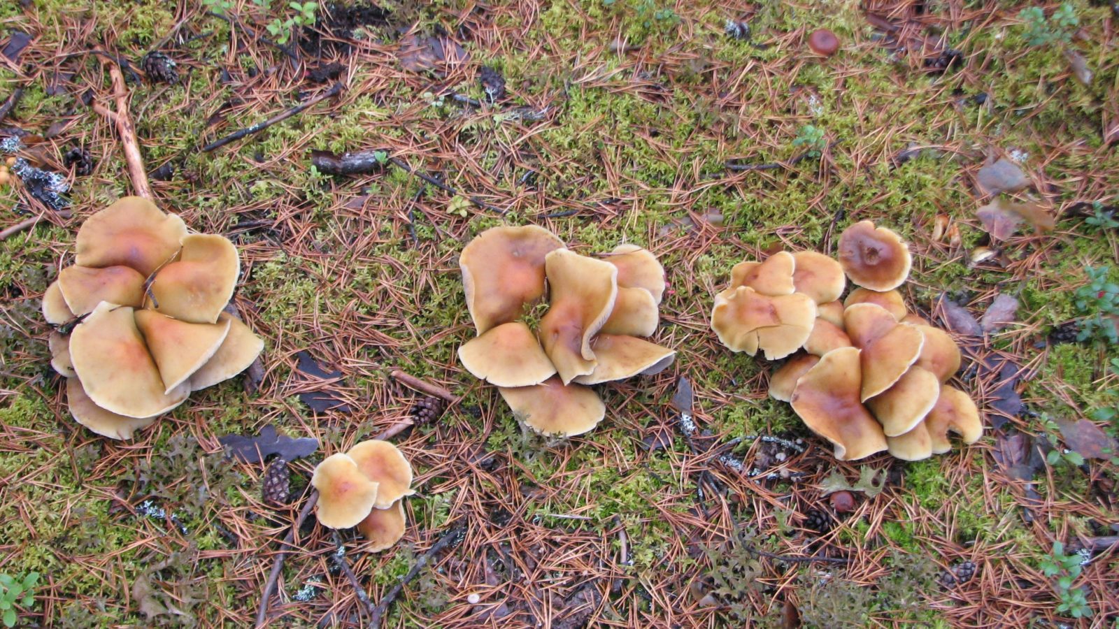 Valokuvaaja: SINIKKA KUJALA