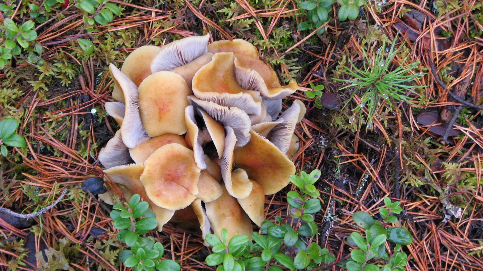 Valokuvaaja: SINIKKA KUJALA