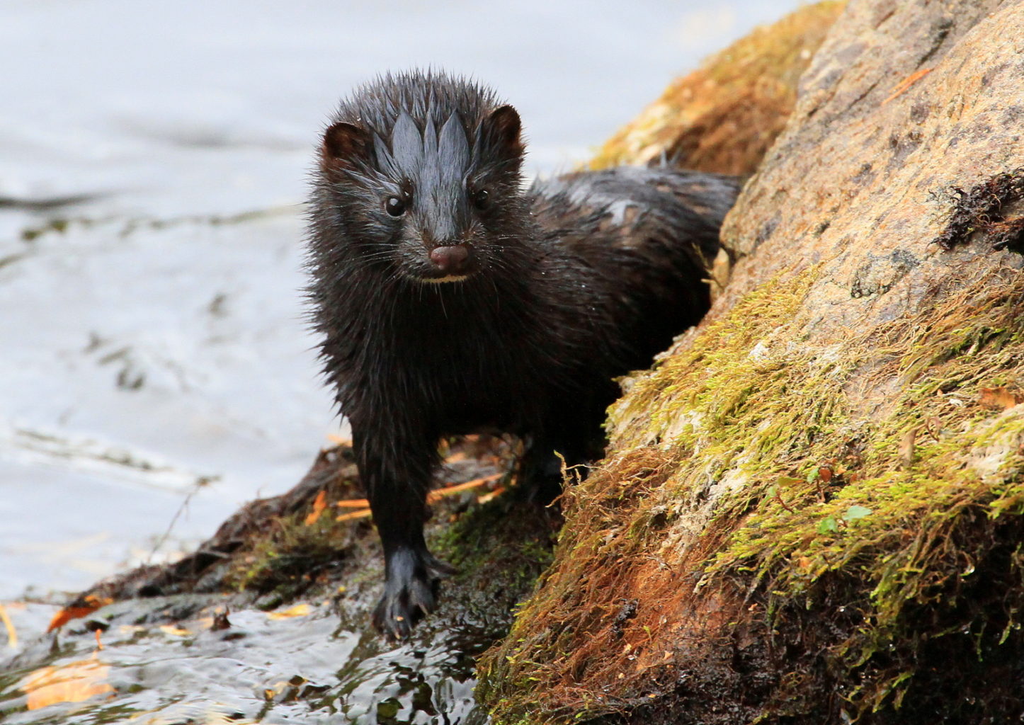 Valokuvaaja: reijo lehtonen