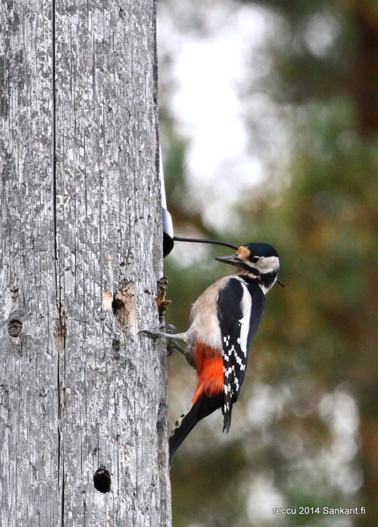 Valokuvaaja: reijo lehtonen