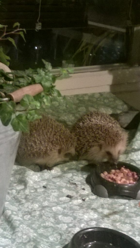 Valokuvaaja: Pia Hakala