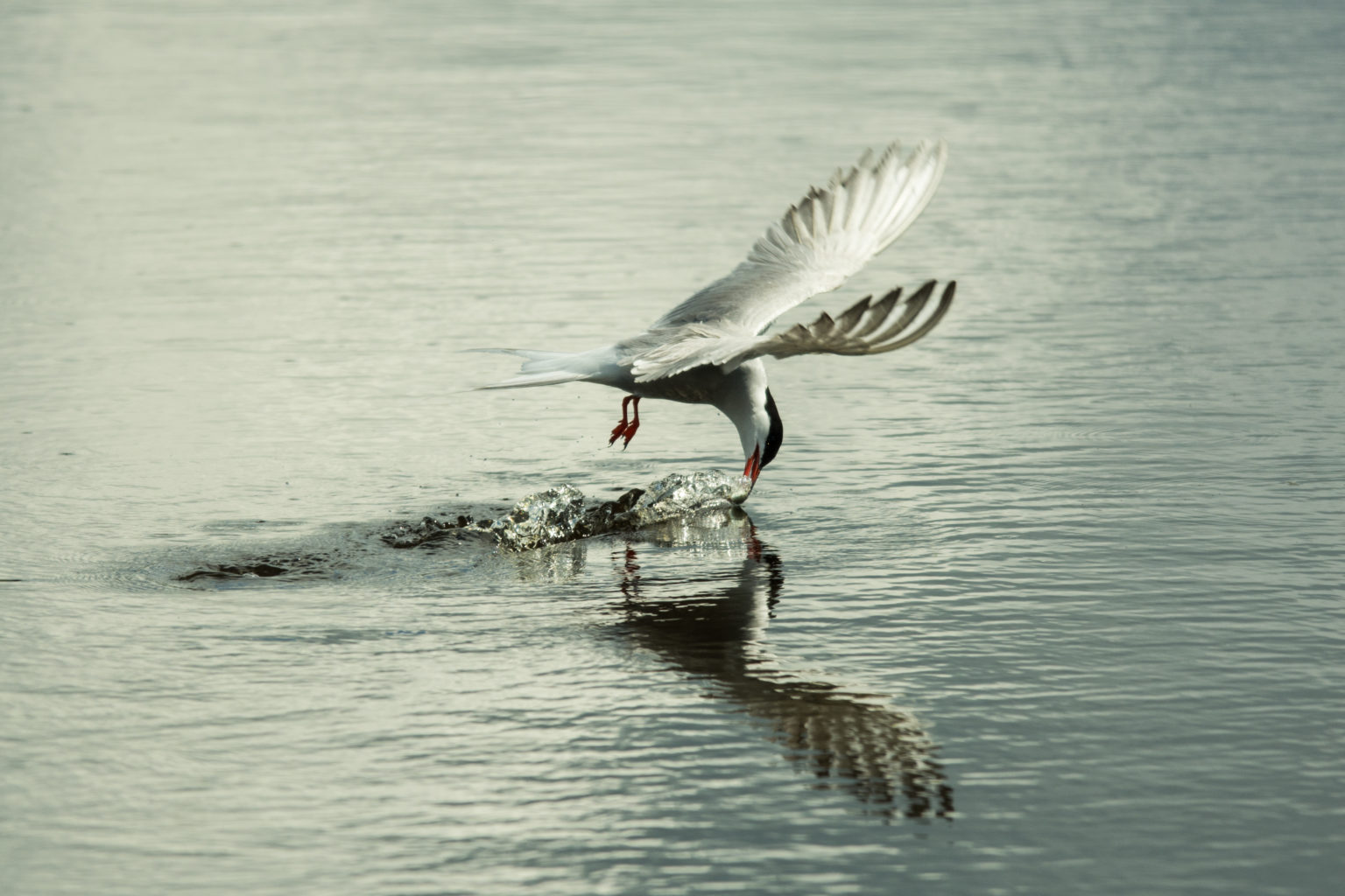 Valokuvaaja: Jasmine Bettinelli