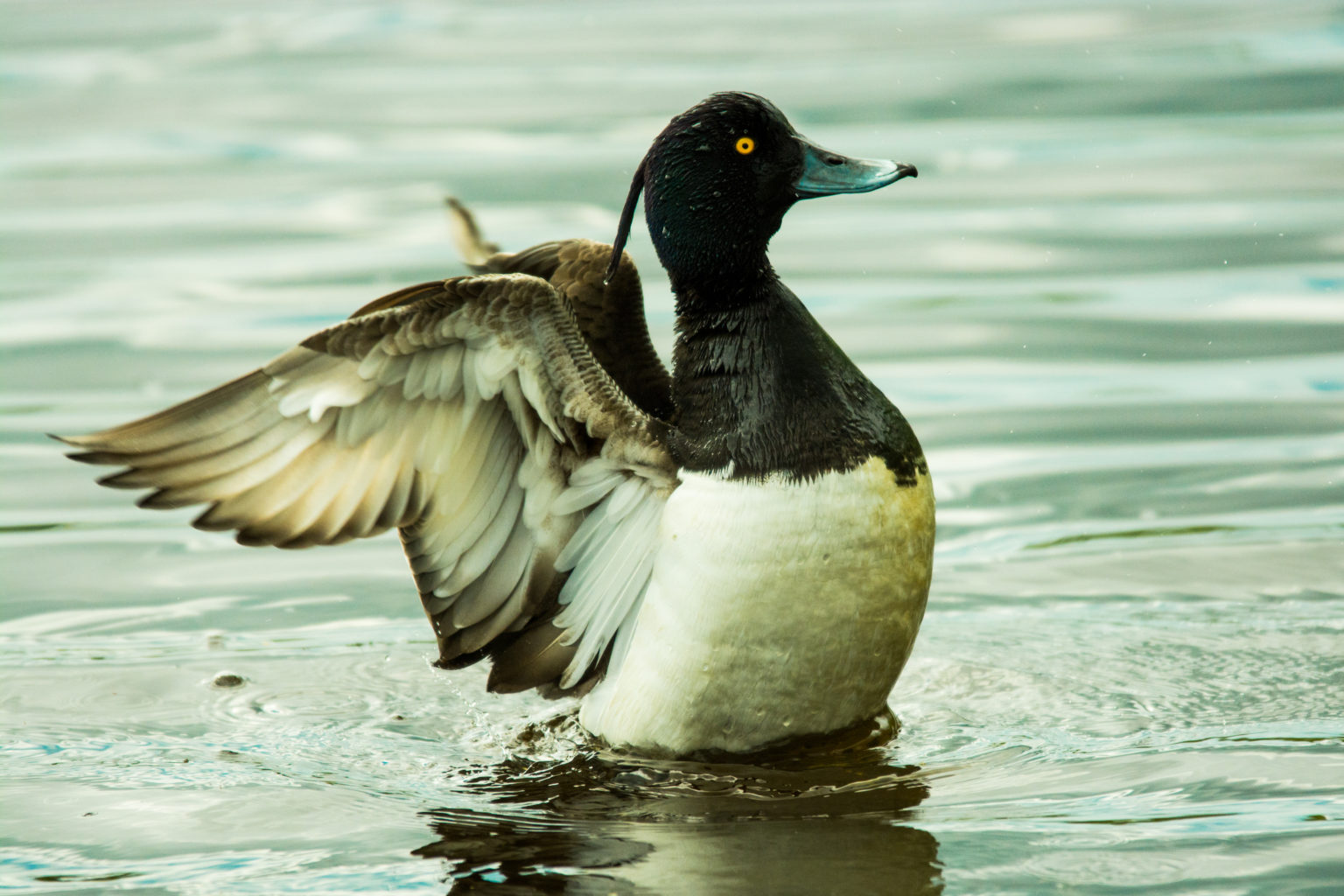 Valokuvaaja: Jasmine Bettinelli Valokuvaaja: Jasmine Bettinelli