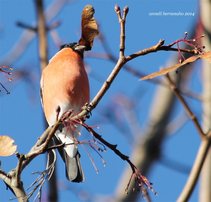 Valokuvaaja: Anneli Hernesaho