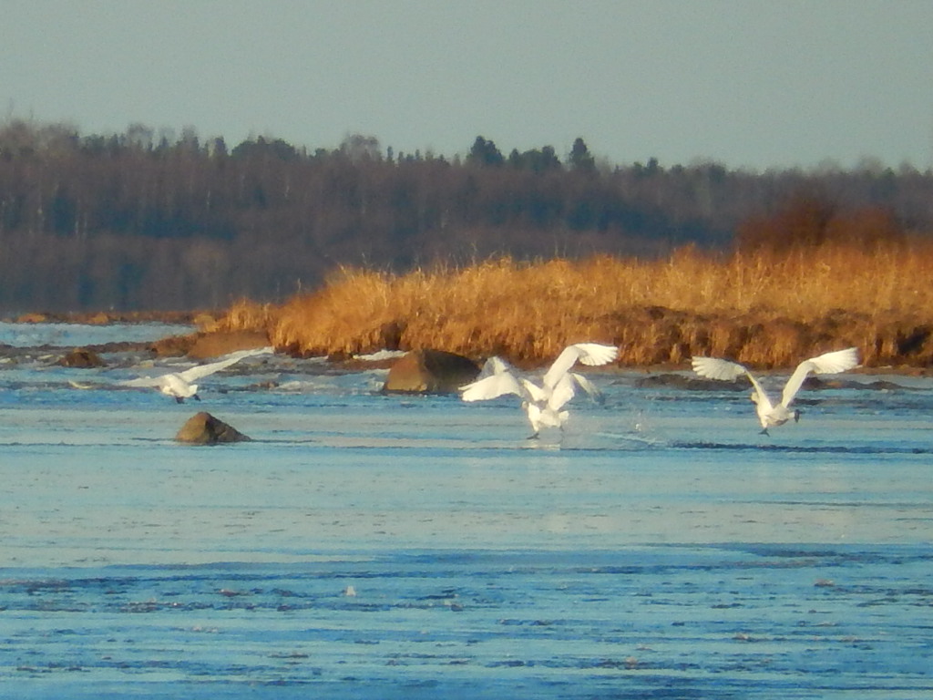 Valokuvaaja: Pirkko Siukonen Valokuvaaja: Pirkko Siukonen