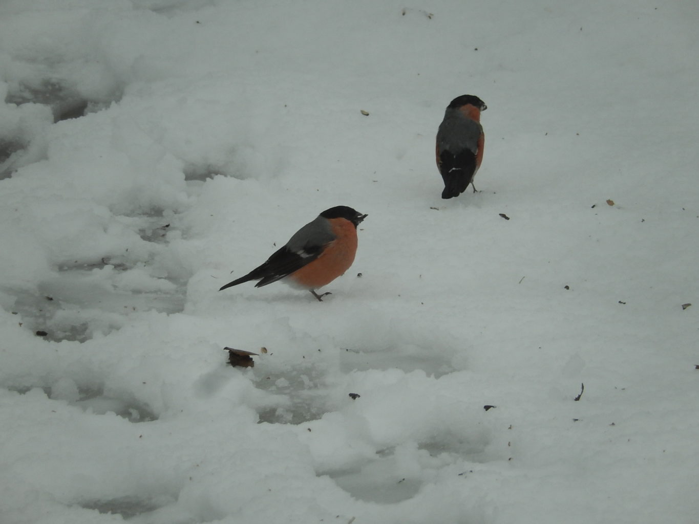 Valokuvaaja: Pirkko Siukonen