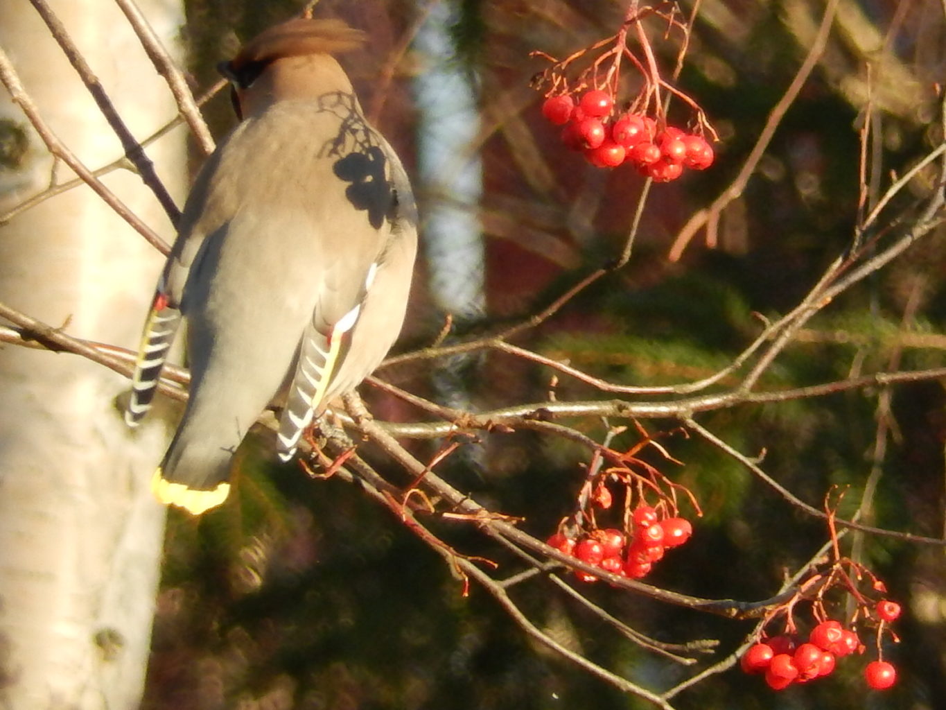 Valokuvaaja: Pirkko Siukonen Valokuvaaja: Pirkko Siukonen