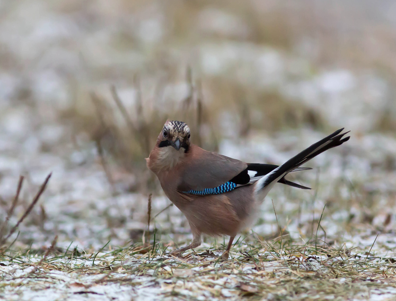 Valokuvaaja: Irma Kortekallio