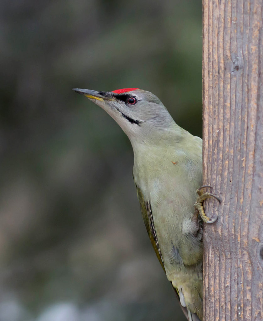 Valokuvaaja: Irma Kortekallio