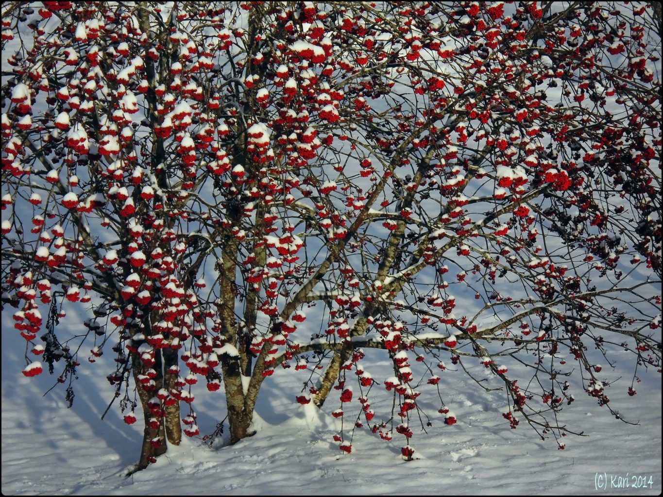 Valokuvaaja: Kari Saarinen