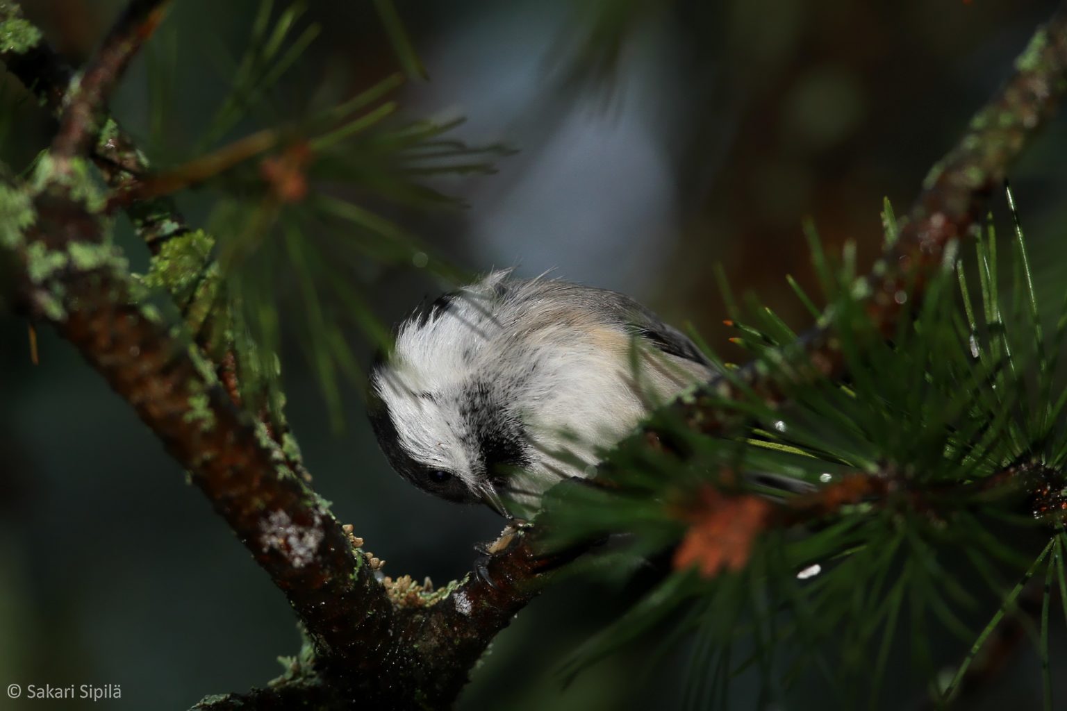 Valokuvaaja: Sakari Sipilä