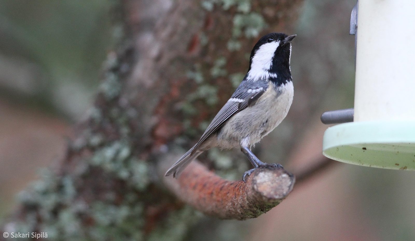 Valokuvaaja: Sakari Sipilä