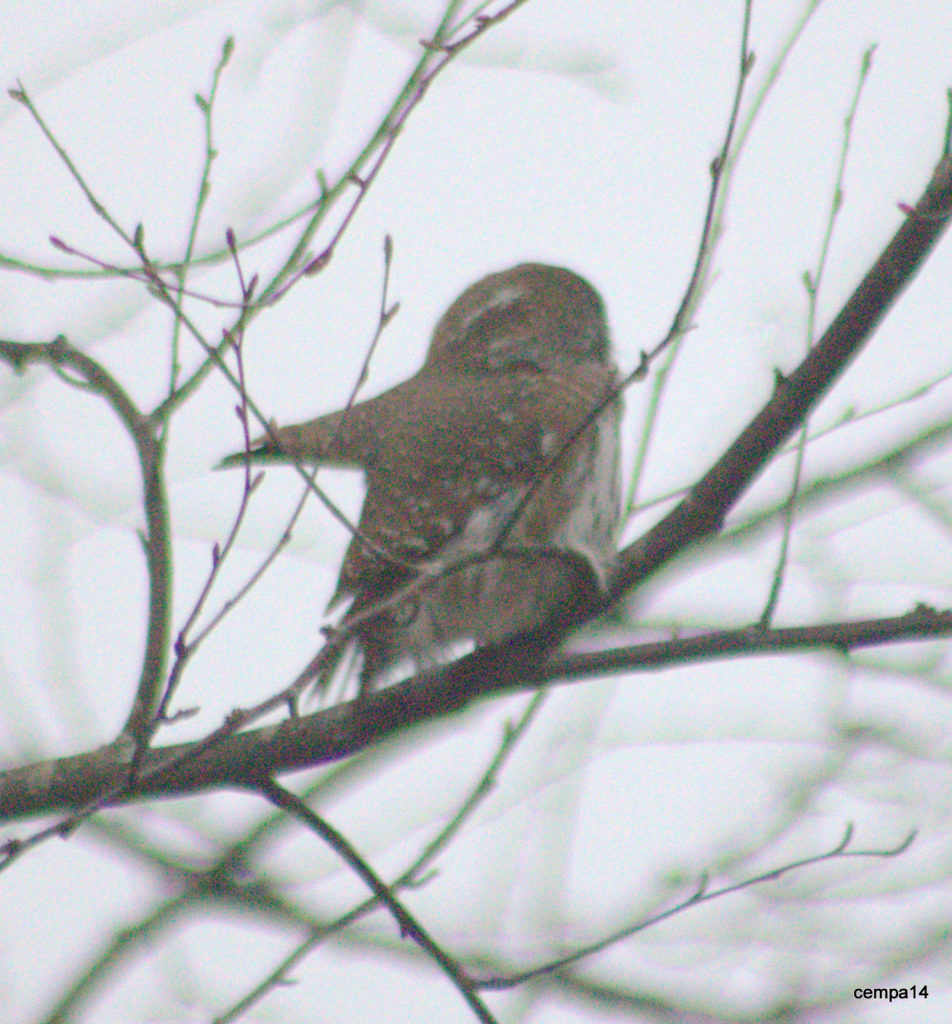 Valokuvaaja: tapio keinonen