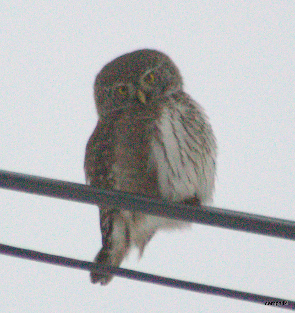Valokuvaaja: tapio keinonen Valokuvaaja: tapio keinonen